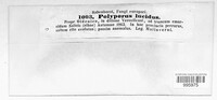 Polyporus lucidus image